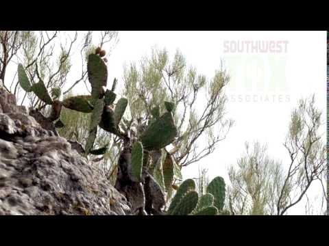 Southwest Tax Associates - Tax Preparation Services in Tucson, AZ